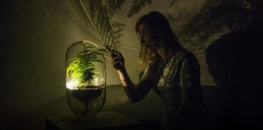 Голландський дизайнер створила «живе світло» - рослини-лампи