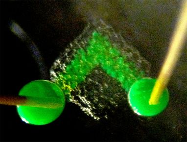 Из воды и жира ученые напечатали аналог живой ткани (ФОТО, ВИДЕО)