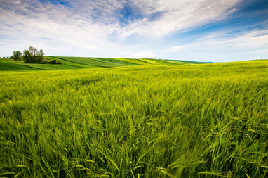 «Земельный банк» сообщил, где растет цена на землю
