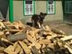 Жители особо опасных территорий могут бесплатно получить дрова — решение правительства Украины