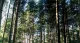 Суд повернув Києву половину Біличанського лісу