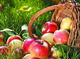 В Україні очікується зменшення врожаю яблук до 20%