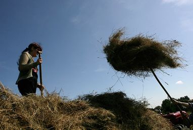 Гребля на молочній річці