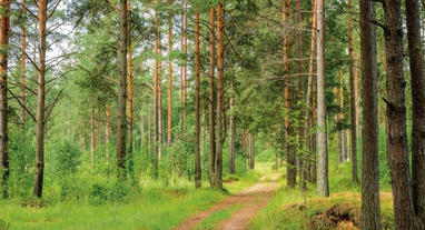 ДБР викрило на Прикарпатті керівництво лісгоспу, яке роками незаконно вирубувало ліс: збитки на 250 млн грн