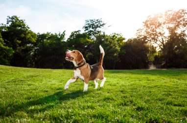 Обязательная регистрация собак (сумма)