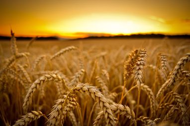 Высокие цены на зерновые будут держаться еще до 5 лет при самом благоприятом сценарии