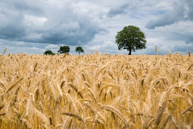 Потоку охочих продавати сільгоспземлю в Україні немає