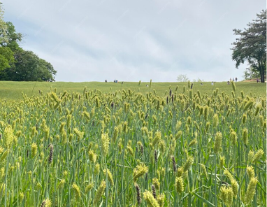 Аграрії засіяли 96% площ під озимі культури