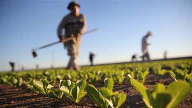 Украина из-за войны может потерять треть урожая. ООН выделит фермерам более 100 млн долларов