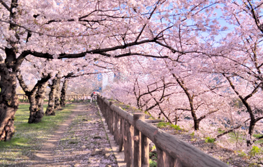 Куди поїхати у квітні: ТОП-8 найкращих місць на планеті