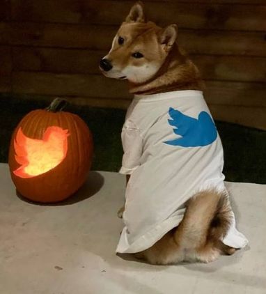 Криптовалюты и мир вокруг: пилотный запуск цифровой рупии, история Маска и Dogecoin продолжается