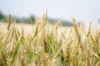 Україна може втратити мільйони тонн урожаю зернових через війну — заступник міністра Висоцький