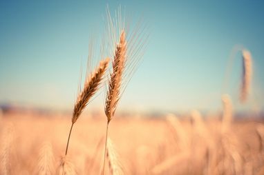 Сколько зерновых экспортирует Украина
