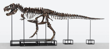 Впервые в Европе на аукционе продадут тираннозавра. В Швейцарии показали лот