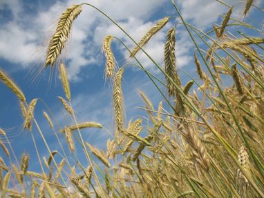 Почему зерно в Украине стоит дешевле, чем на мировых рынках, а фермеры теряют миллионы евро