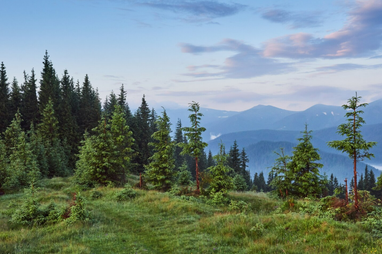 В Україні запускають проєкт із відновлення лісів: бюджет 5,4 млн доларів