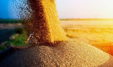Украина нарастит производство зерновых и масличных до 150 млн тонн