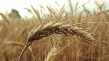 Цього року в Україні виробництво сільськогосподарської продукції зменшиться на 10%