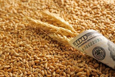После продления зерновой сделки цены на пшеницу стали снижаться