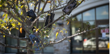 В борьбе за клиентов курьеры Amazon начали развешивать смартфоны на деревьях (фото)