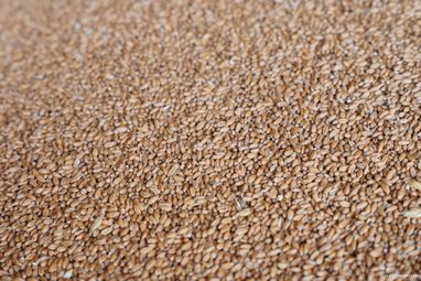 Украина уже отправила на экспорт более 21 млн т зерна