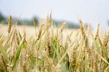 Ціни на земельних аукціонах зростають у 3-4 рази