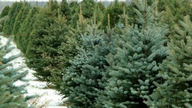 Як обрати легальну святкову ялинку — роз’яснення МВС