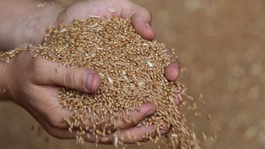 Єгипет шукає альтернативу зерну з рф: хочуть закупити пшеницю в Казахстані