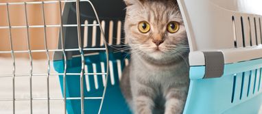 Польща змінила правила ввезення домашніх тварин з України