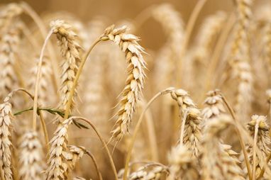 Украина рассчитывает на $20 миллиардов от экспорта зерновых