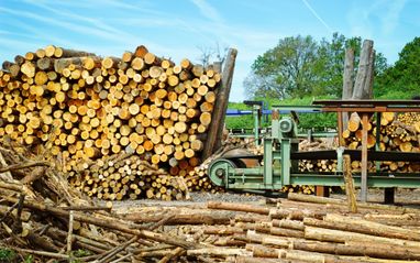 Попри війну: у 2023 році лісова галузь України показала найкращі фінансові результати