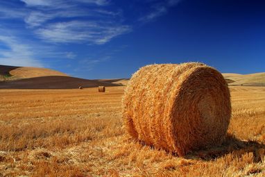 "МЕГАБАНК" візьме участь в міжнародному форумі Agroport