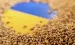 План посівної в Україні: виконано 90% — Мінагрополітики