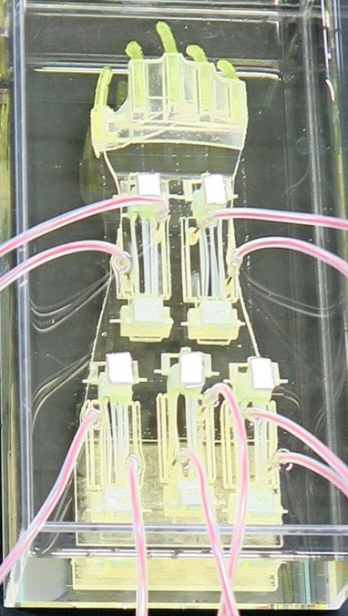 Японские ученые создали самую большую в мире биогибридную роботизированную руку (фото)