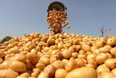 Золотой картофель: цены уже в 4 раза превышают прошлогодние