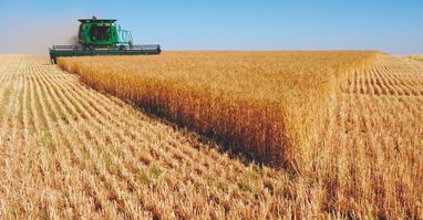 Мінагрополітики прогнозує зниження врожаю зернових на 39%