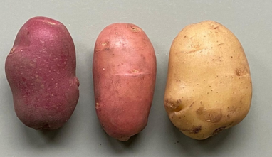 <i>Слева направо: картофель Pimpernel (красная кожура), новый 2S1 гибрид с кожурой Pimpernel и внутренними клетками Bintje, и Bintje (желтая кожура).</i>