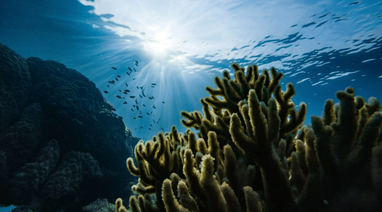 190 стран договорились сберечь 30% природы до 2030 года: что с финансированием