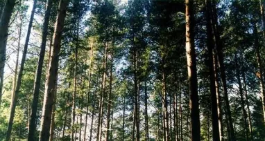 Суд вернул Киеву половину Беличанского леса