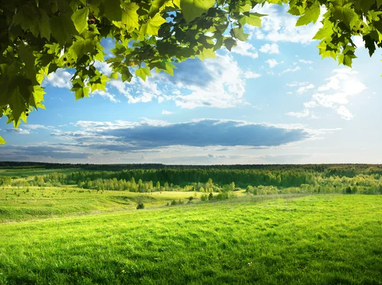 На аукціон повторно виставили найбільшу ділянку «Земельного банку»