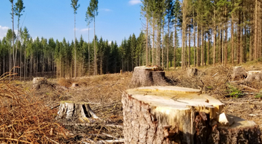 Ущерб от незаконных рубок деревьев в национальном парке «Гуцульщина» составляет 257 млн грн