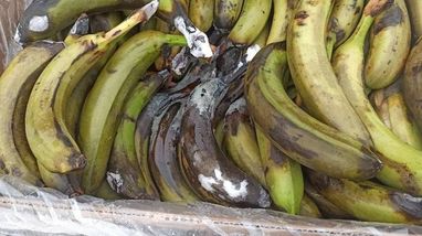 Минобороны проверило жалобы бойцов на еду: на складах гнилые бананы и испорченные продукты