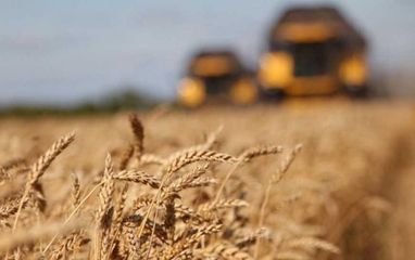 В Украине урожай зерновых в 2022 году составит около 50 миллионов тонн — эксперт