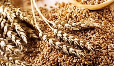 Експорт української агропродукції в ЄС: Єврокомісія не побачила негативних наслідків