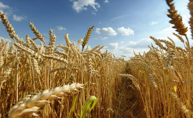 Поляки не считают Украину виновной в зерновом кризисе, - результаты опроса