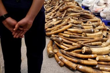 В Гонконге задержали крупнейшую за 30 лет партию контрабандной слоновой кости (фото)