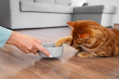 66% опитаних мають вдома котів