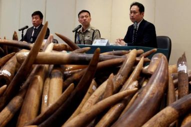 У Гонконзі затримали найбільшу за 30 років партію контрабандної слонової кістки (фото)