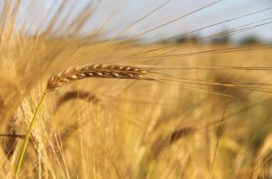 росія ввела заборону на постачання зерна країнам митного союзу