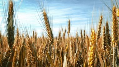 Мировые запасы зерна упадут до минимума за 10 лет из-за войны россии против Украины и засухи